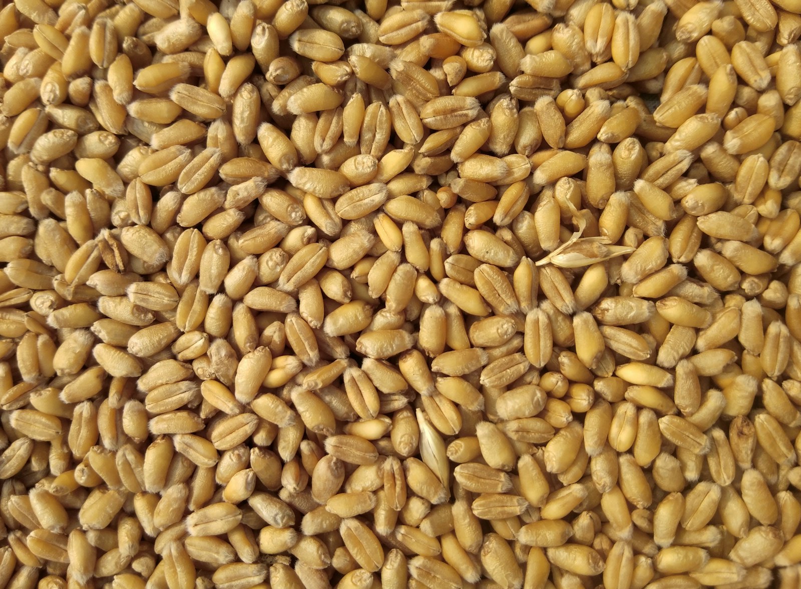 Agro Commodities